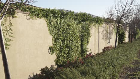 a green wall of leaves in roseville california.