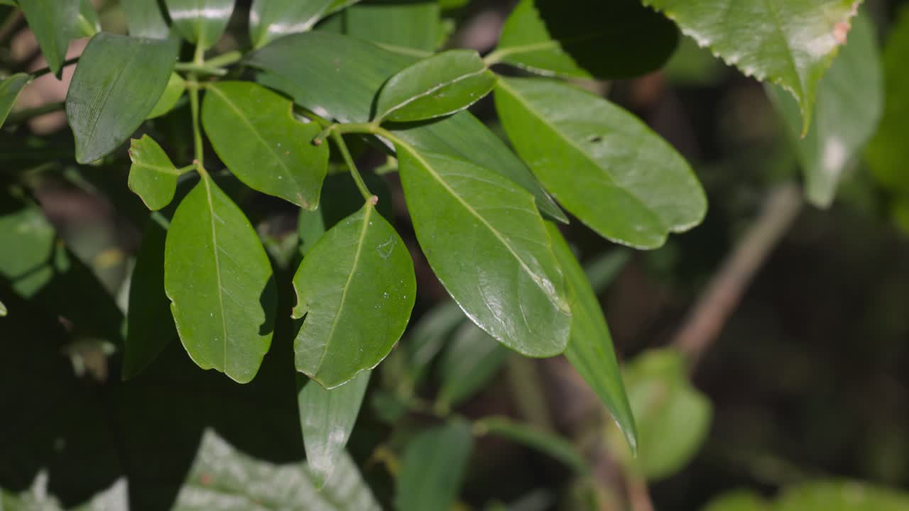 una mosca descansa en una hoja verde