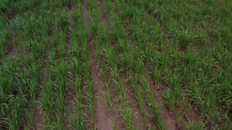 Incline-Hacia-Arriba-La-Toma-Aérea-De-Un-Dron-De-Un-Pequeño-Camino-De-Tierra-De-Arena-Roja-Rodeado-De-Grandes-Campos-De-Caña-De-Azúcar-Verde-En-Crecimiento-Tropical-En-La-Ciudad-Costera-De-Tibau-Do-Sul-En-Rio-Grande-Do-Norte,-Brasil-En-Un-Día-Nublado