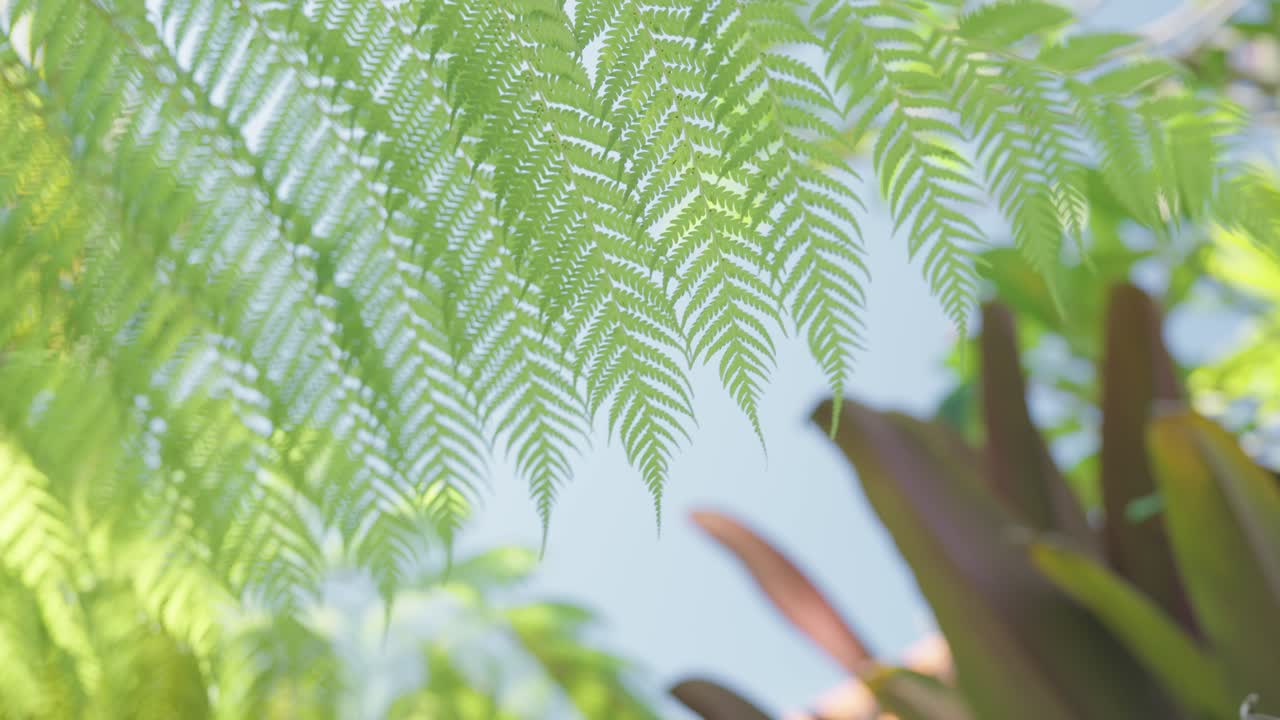 A close up of a big leaf moved by the wind