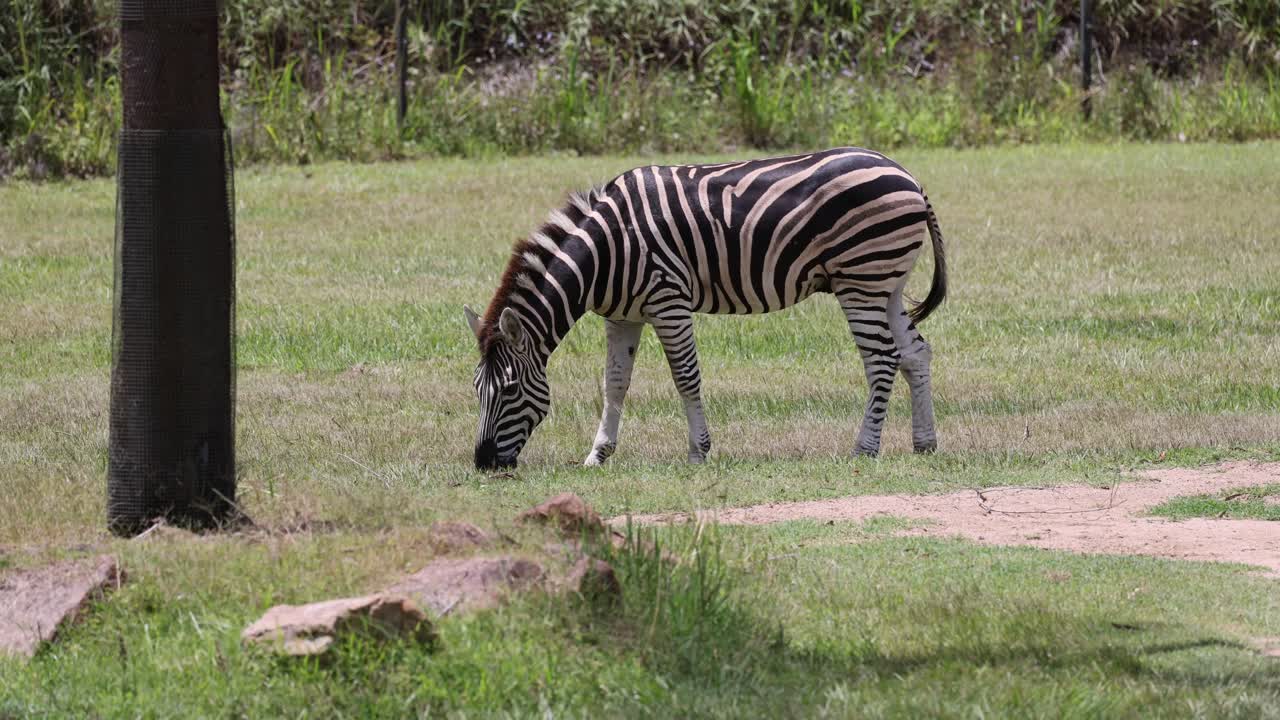 Zebra moves and grazes peacefully in a field