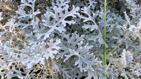 detailed view of jacobaea maritima foliage