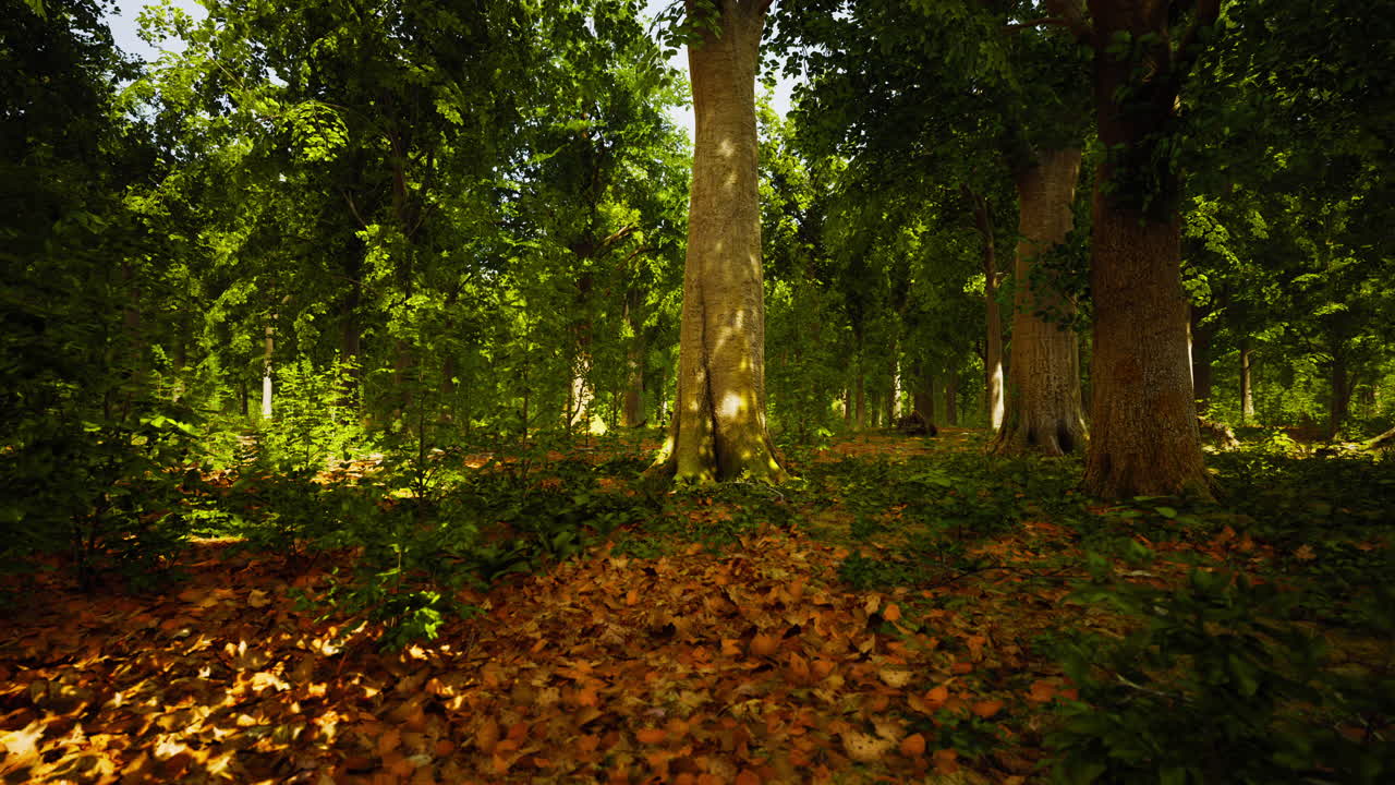 temprano en la mañana con el amanecer en el bosque