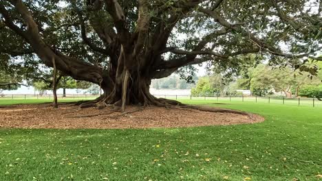 Orbit-around-large-old-fig-tree-swinging-branches-and-leaves-fluttering-in-wind