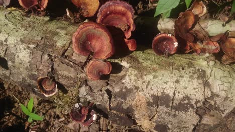 a bunch of awesome mushroom on a log