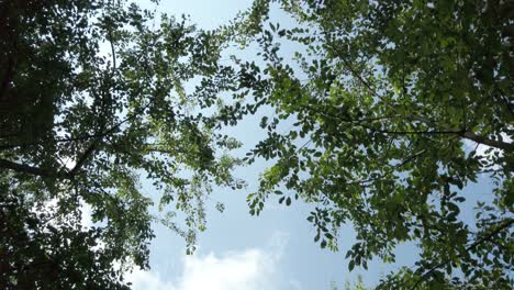 Vista-De-ángulo-Bajo-En-Ramas-De-árboles-Y-Cielo-Azul,-Tiro-De-Muñeca