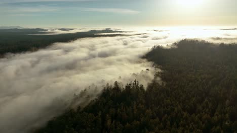 Vista-Aérea-Alta-De-Nubes-Bajas-Que-Se-Mezclan-Con-Los-Bosques-De-California