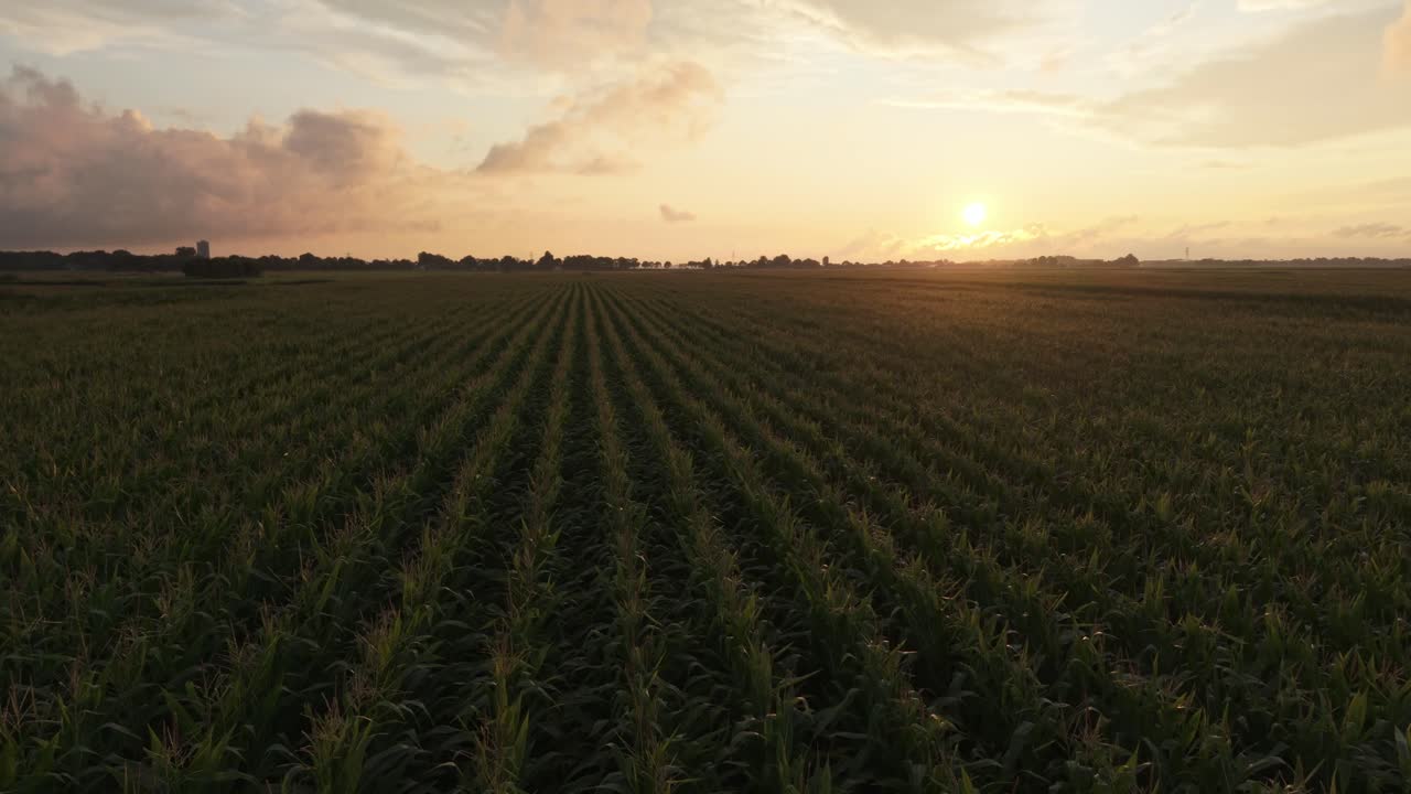 Aerial drone flight forward over green cornfield at sunset, beautiful countryside landscape in golden light