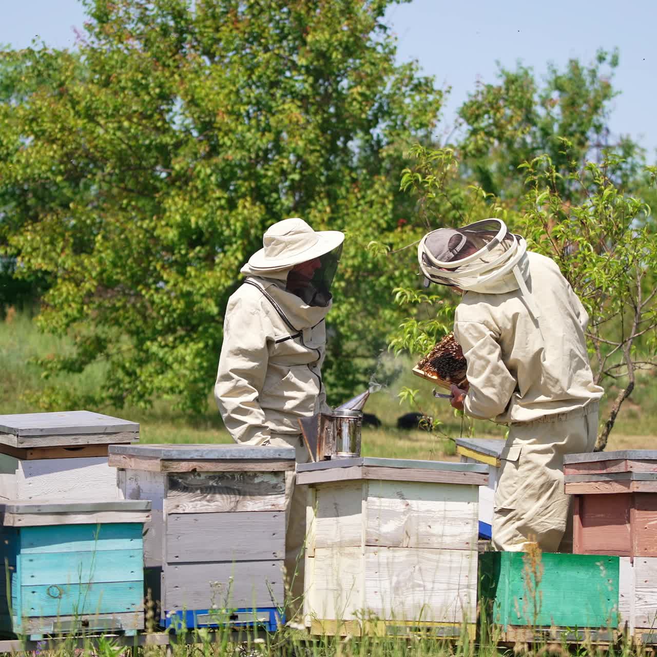 Experienced apiculturists stand at their bee farm. Bee farmers check up the frame covered with bees. Nature backdrop