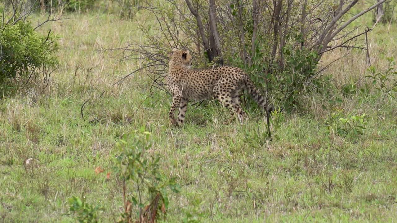 una hembra de guepardo solitaria camina con precaución a través de un denso prado de acacia, kruger, sudáfrica, acinonyx jubatus jubatus