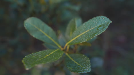 Primer-Plano-De-Hojas-De-Ilex-Paraguariensis,-Yerba-Mate