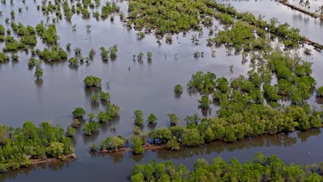 mangrove forest trees in surrounding coastal waters of the philippines