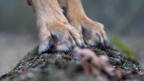 close up of neat and round feet of a dog, brown with short black claws