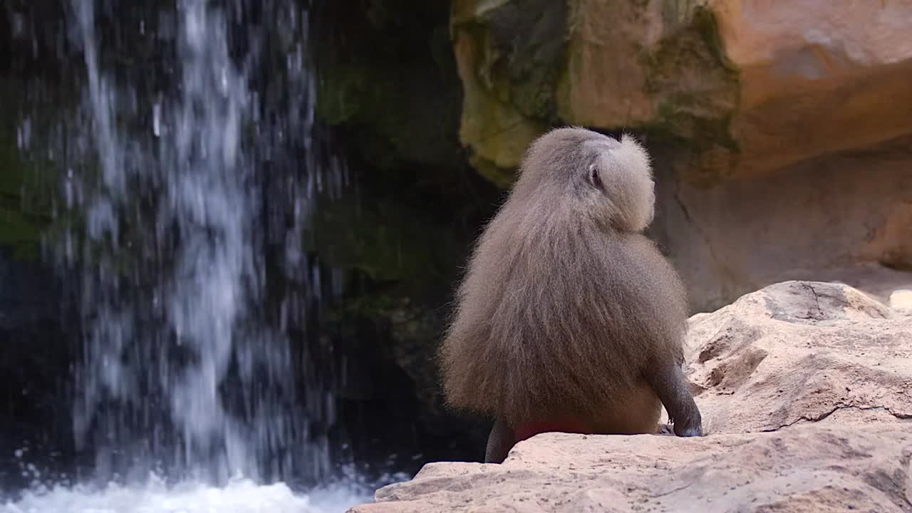 vista trasera de un babuino hamadryas peludo descansando sobre la roca al lado de una cascada - plano medio