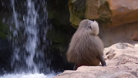 Back-View-Of-A-Furry-Hamadryas-Baboon-Resting-On-The-Rock-Beside-A-Waterfall---Medium-Shot