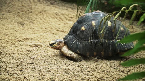 Schildkröte-Liegt-Im-Sand