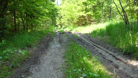 muddy dirty forest path