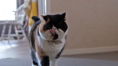 expresión de un gato gruñón en cámara lenta y luego mirar hacia otro lado, exótico persa
