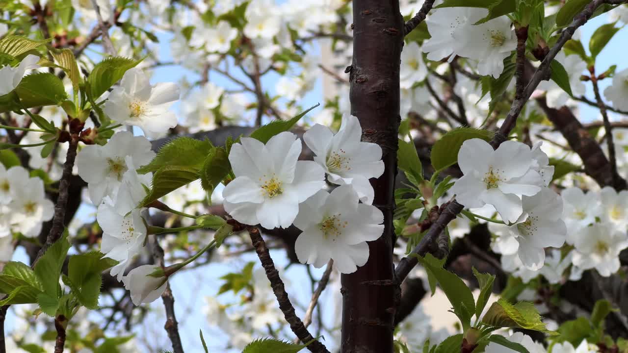 Blossoming cherry tree with white flowers and green leaves in Tokyo, Japan