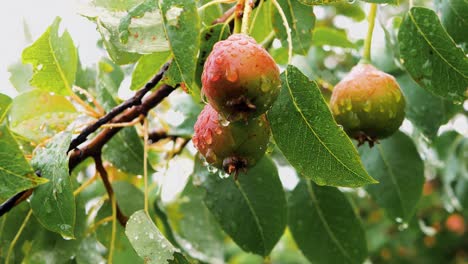 Regentropfen-Auf-Einem-Birnbaum