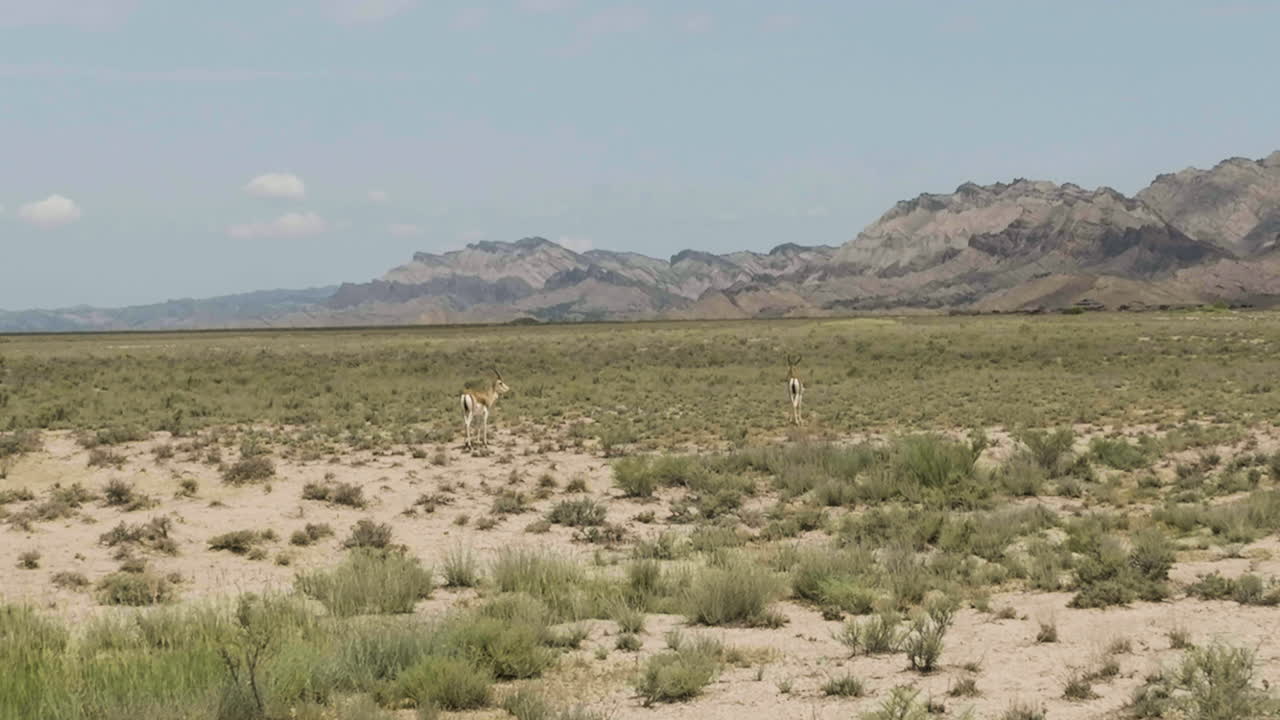 dos antílopes gacela con bocio de pie en la estepa vashlovani, georgia