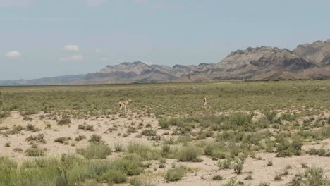 two goitered gazelle antelopes standing in vashlovani steppe, georgia