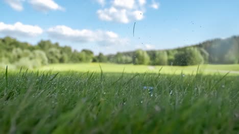 el palo de golf golpea una pelota de golf en una cámara súper lenta. gotas de rocío matutino y partículas de hierba se levantan en el aire después del impacto.