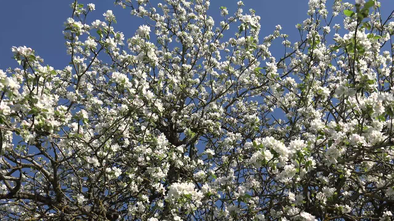 과일 나무는 인간과 일부 동물이 소비하거나 사용하는 과일을 맺는 나무입니다.