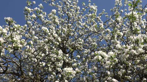 Ein-Obstbaum-Ist-Ein-Baum,-Der-Früchte-Trägt,-Die-Von-Menschen-Und-Einigen-Tieren-Verzehrt-Oder-Verwendet-Werden