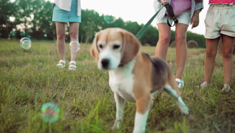 lower body view of people standing on grass while dog owner restrains energetic dog from chasing a bubble, playful atmosphere in rural setting with hay bales, greenery, and warm outdoor lighting