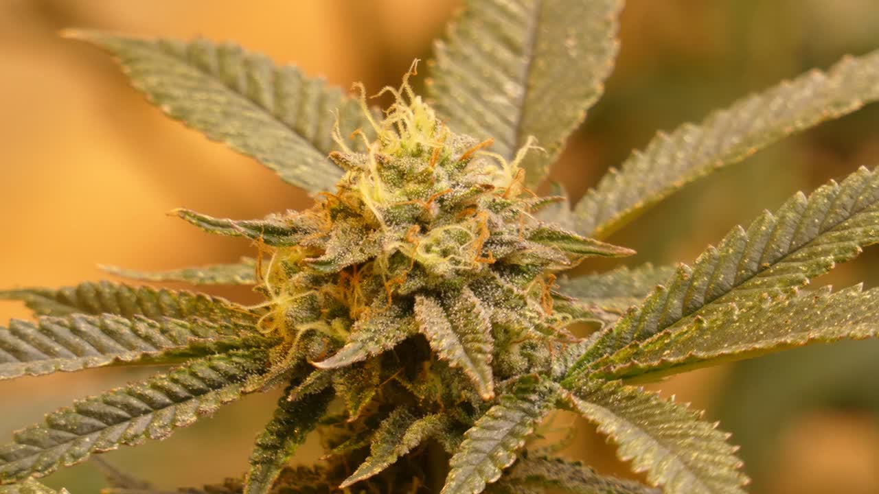 video 4k di una pianta di cannabis in fiore
