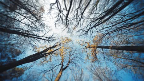 a low angle shot of the tree-tops in the autumn forest