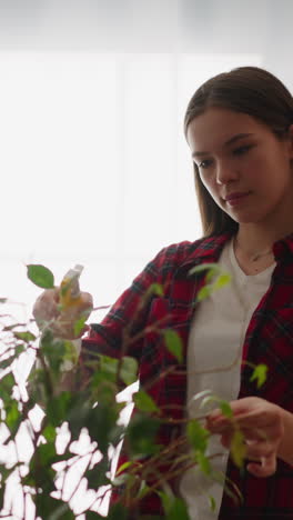 happy young woman sprays large old ficus against window at home slow motion. taking care of exotic houseplant. domestic garden cultivation