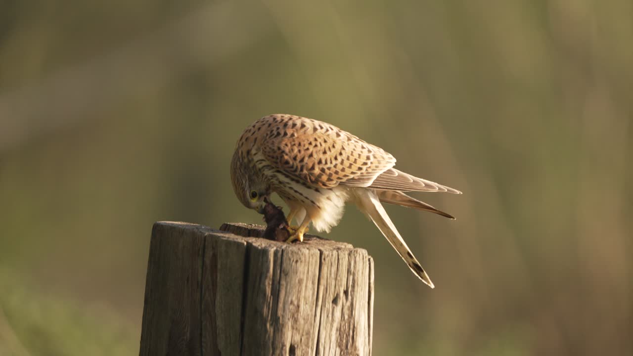 Hungriger Turmfalke, Falco tinnunculus, frisst Mäuse auf einem Holzpfosten.