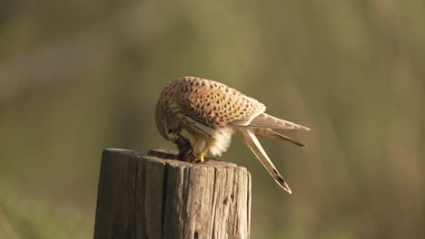 hungry commons kestrel, falco tinnunculus eating mice on a wood post