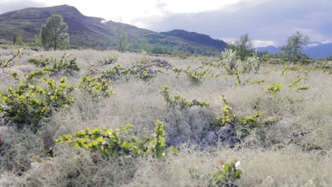 Tundra-Artica.-Hermosa-Naturaleza-Paisaje-Natural-De-Noruega.