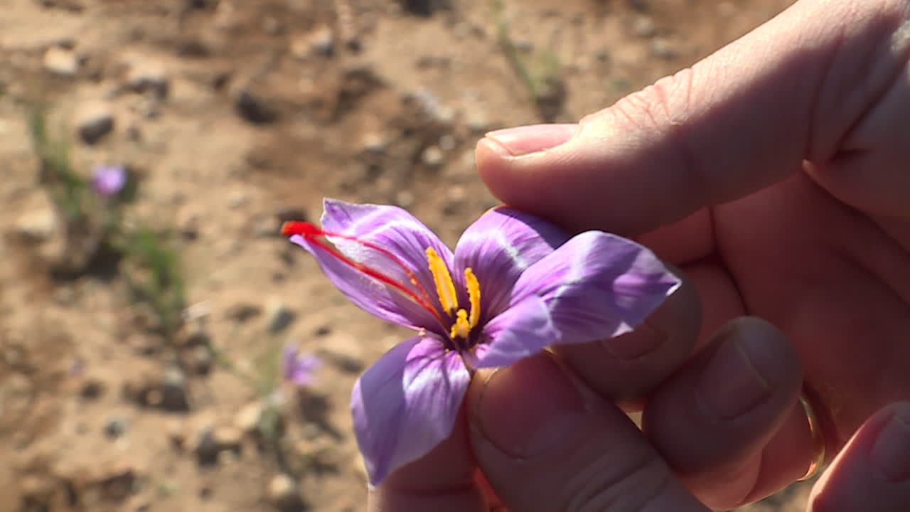 Saffron Flower in Hand