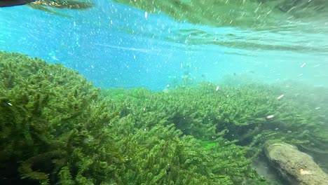 underwater view of a freshwater spring with vibrant algae