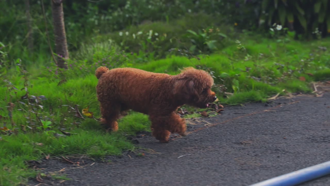 Energetic Poodle puppy joyfully playing and exploring, delighting in the park's surroundings while sniffing with curiosity
