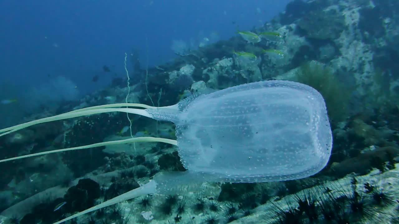 점박이 상자 해파리는 산호초 위의 맑은 물을 헤엄칩니다.