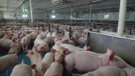 view inside factory pig farm