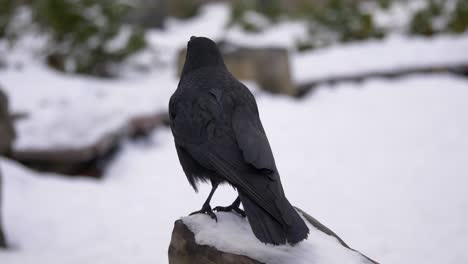 cerca del cuervo negro encaramado en la nieve, volando lejos