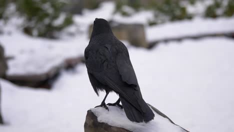 close up black crow perched in snow, flying away