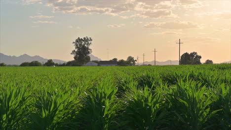 green corn field in tucson, arizona at daytime - static shot, slow motion