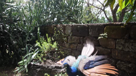 el pavo real salta desde una pared en las islas de la salvación, guyana.