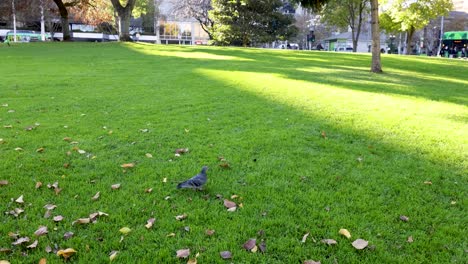 un pájaro toma vuelo en un parque verde