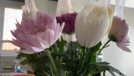 removing plastic net cover from chrysanthemum mum flowers, opening slow motion