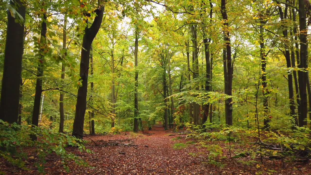 pov mientras caminaba por un hermoso bosque con hojas en el suelo
