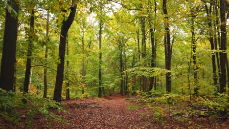 POV-Mientras-Camina-Por-Un-Hermoso-Bosque-Con-Hojas-En-El-Suelo