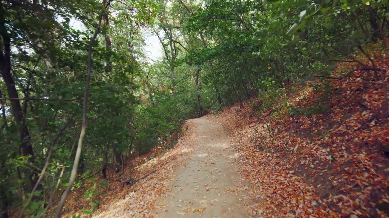 Un video horizontal avanzando suavemente por un sendero de tierra despejado rodeado de exuberantes árboles verdes y hojas naranjas caídas, capturando un paseo tranquilo a través de un bosque soleado y vibrante